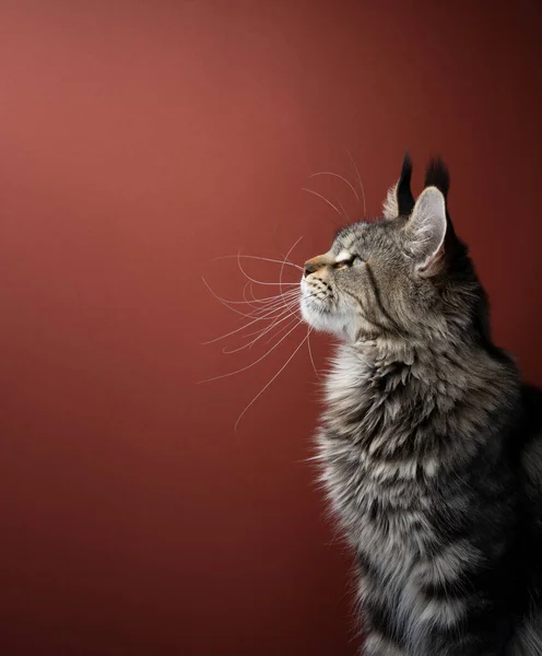 長いひげを生やしたメイン・カヌーの猫の側面図 — ストック写真