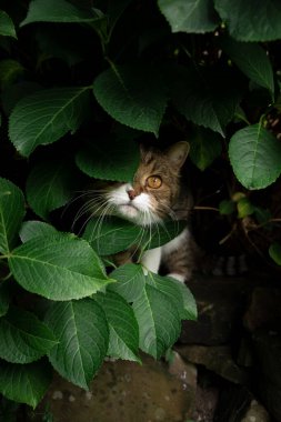 curious tabby white cat hiding behind green leaves under hydrangea plant outdoors looking at camera