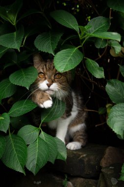 curious tabby white cat hiding behind green leaves under hydrangea plant outdoors looking at camera