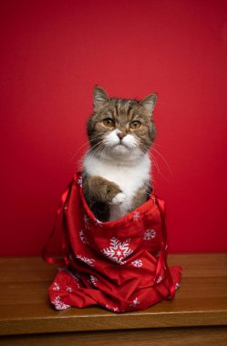 curious cat sitting inside of santa bag for christmas on red background with copy space