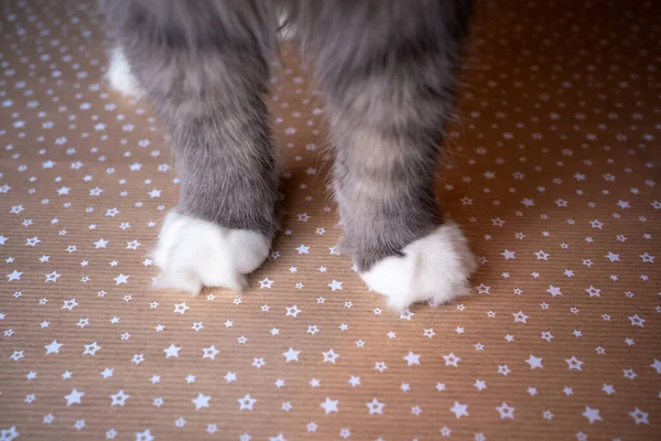 Fluffy White Cat Paws Standing Christmas Wrapping Paper Star Pattern — Stok fotoğraf