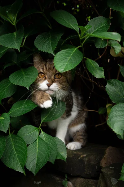 Curious Tabby White Cat Hiding Green Leaves Hydrangea Plant Outdoors — Stockfoto