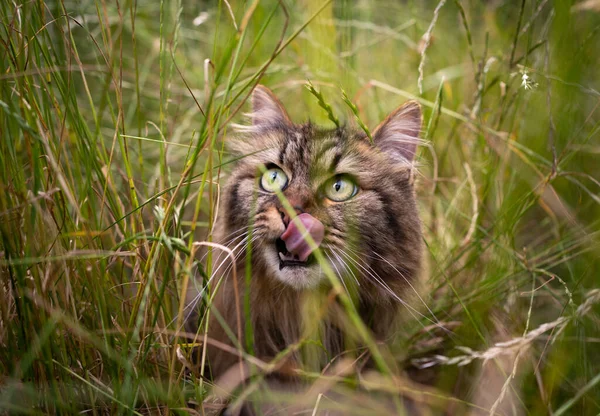 Tabby Norwegian Forest Cat Outdoors High Grass Hunt Observing Looking — 스톡 사진
