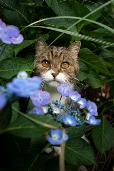 Cute Tabby White British Shorthair Cat Standing Amif Blossoming Hydrangea — стоковое фото
