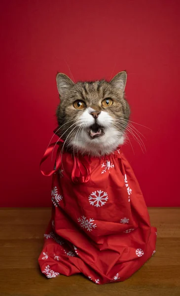 cute funny cat inside of christmas present bag or santa sack looking shocked. portrait on red background with copy space