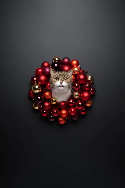 Cute Cat Sticking Head Red Christmas Tongue Out Portrait Copy — Stock Fotó