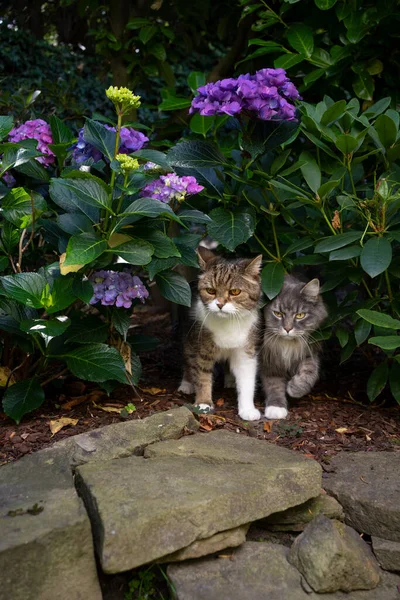 Two Cats Outdoors Garden Blooming Hydrangea Bush — 스톡 사진