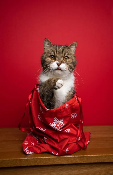 curious cat sitting inside of santa bag for christmas on red background with copy space