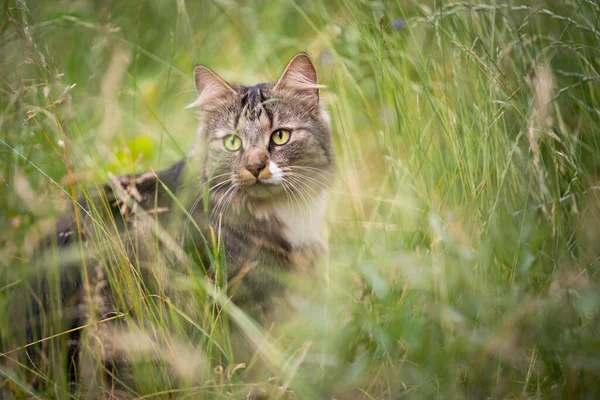 Tabby White Cat Outdoors High Grass Prowl Observing — Stock Photo, Image