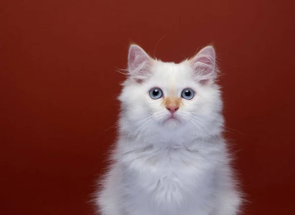 Fluffy White Siberian Kitten Portrait Red Background Copy Space — Fotografia de Stock