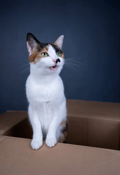 white calico cat standing inside of cardboard box looking to the side on gray background with copy space