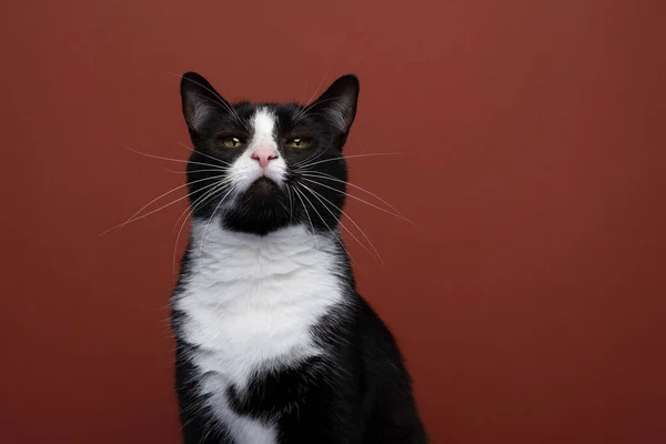 Beautiful Black White Tuxedo Cat Portrait Red Background Copy Space — Zdjęcie stockowe