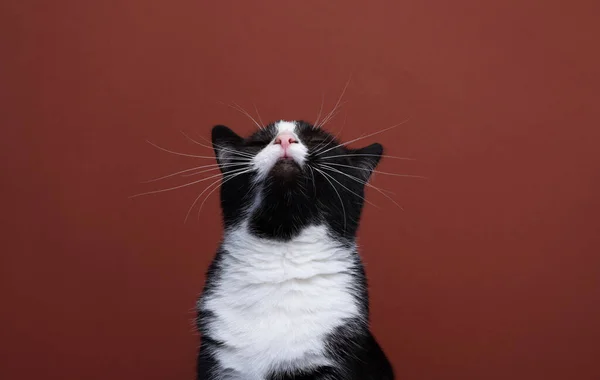 Black White Cat Looking Copyspace Red Background — Stockfoto