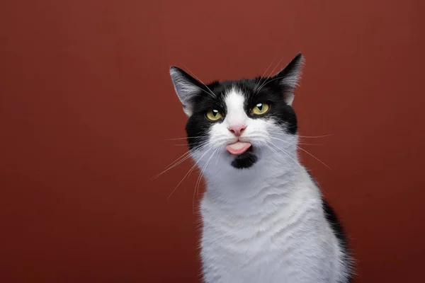 Funny Cat Sticking Out Tongue Portrait Red Background Copy Space — Stock Fotó