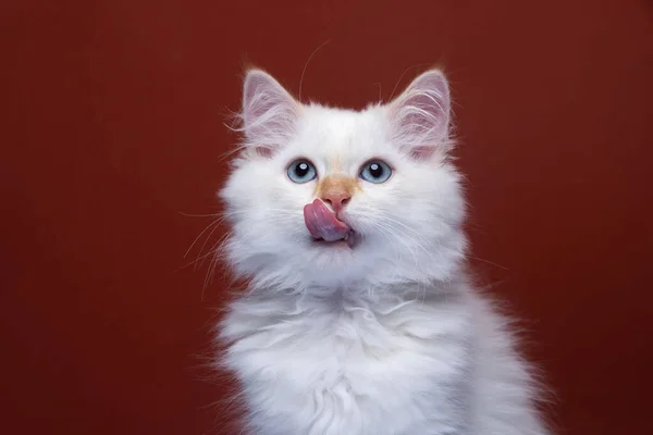 Fluffy White Siberian Kitten Licking Lips Portrait Red Background — Stock Fotó