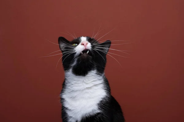 Funny Cat Looking Copy Space Making Silly Face Mouth Open — Stockfoto