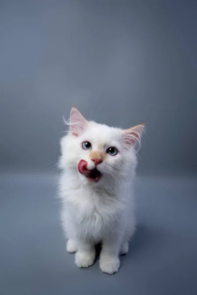 Hungry Fluffy White Siberian Kitten Portrait Licking Lips Gray Studio - Stock-foto