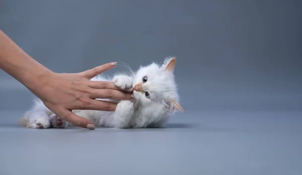 Cute Fluffy White Siberian Kitten Playing Fighting Owner Hand Gray — Fotografia de Stock