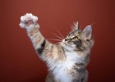 Beyaz Tortie Maine Rakun Kedisi Kırmızı arka planda patisini kaldırıyor