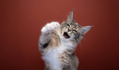 calico maine coon kitten playing raising paw with mouth open on red brown background with copy space