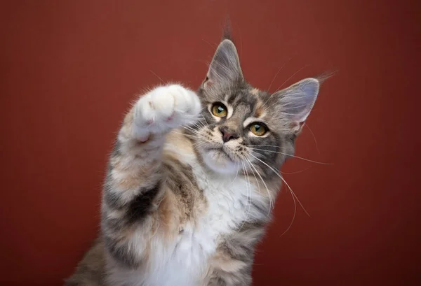 Zvědavé Hravé Maine Mývalí Kotě Zvedání Tlapky Natahování Pro Kameru — Stock fotografie