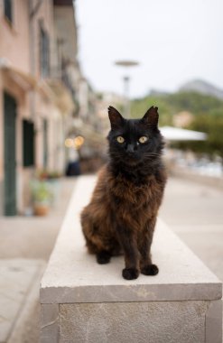 black fluffy stray cat with tipped ears sitting in low wall in port de soller, mallorca, spain