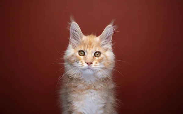 Beautiful Ginger Maine Coon Kitten Looking Camera Portrait Copy Space — стоковое фото