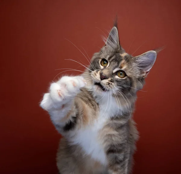 Playful Kitten Raising Paw Reaching Camera Looking Surprised — Fotografia de Stock