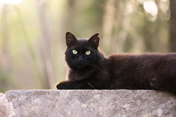 Black Stray Cat Tipped Ear Resting Concrete Wall Mallorca Spain — 스톡 사진