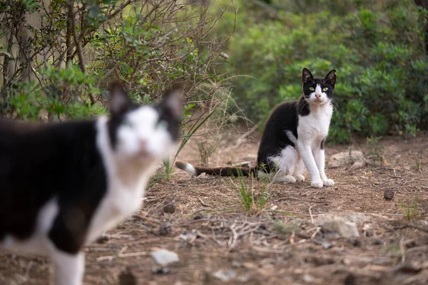 Two Black White Tuxedo Stray Cats Outdoors Mallorca Spain — Fotografie, imagine de stoc