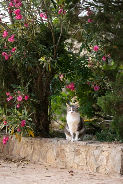 Tabby White Stray Cat Tipped Ear Sitting Low Wall Mural — Stockfoto