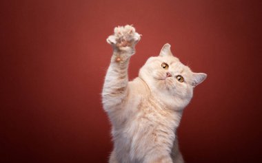 Oyuncu kızıl İngiliz kısa hava kedisi kopyalama alanı ile kırmızı arka planda pati kaldırıyor