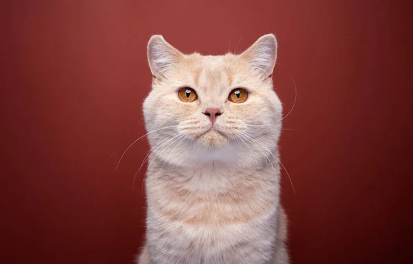 Імбирний Короткохвостий Кіт Дивиться Портрет Камери Червоному Тлі — стокове фото