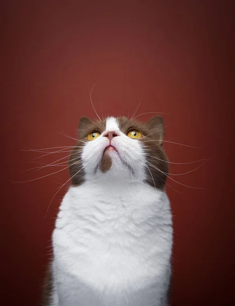 แมวผมส ขาวส าตาลอ งกฤษท หนวดยาวมองข นไปท าเนาส แดง — ภาพถ่ายสต็อก