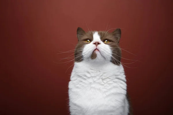 Marrom Branco Britânico Shorthair Gato Olhando Para Cima Retrato Fundo — Fotografia de Stock