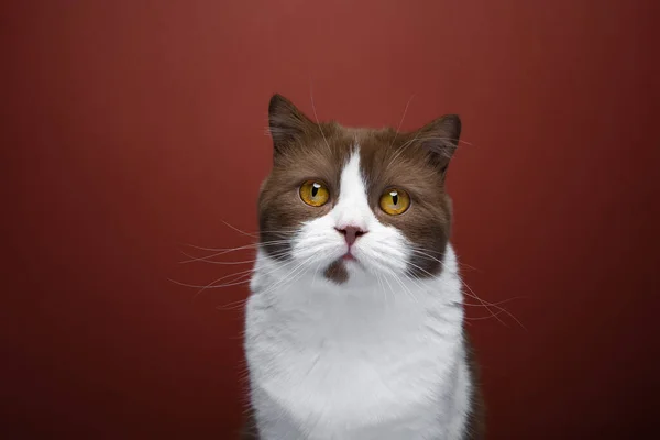赤の背景に黄色の目の肖像画と茶色の白い英国の短髪猫 — ストック写真