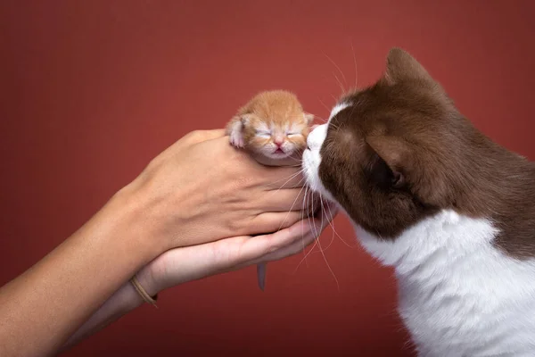 Hand Hålla Nyfödda Kattunge Vuxen Katt Luktar Röd Bakgrund Med — Stockfoto