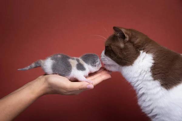 新生児の子猫を手に コピースペースで赤い背景の匂いがする大人の猫 — ストック写真