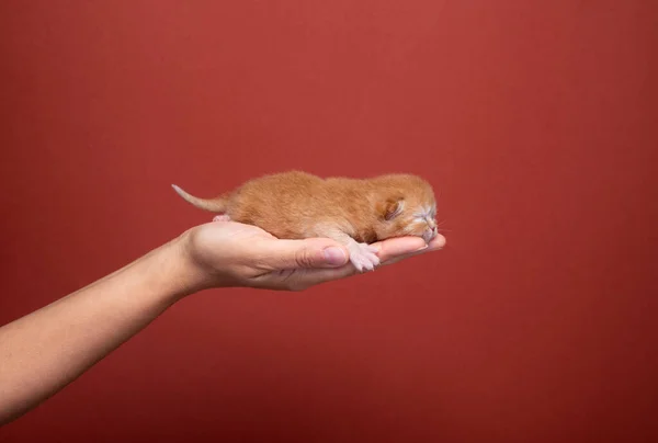 Vista Laterale Una Mano Femminile Che Tiene Neonato Sfondo Rosso — Foto Stock