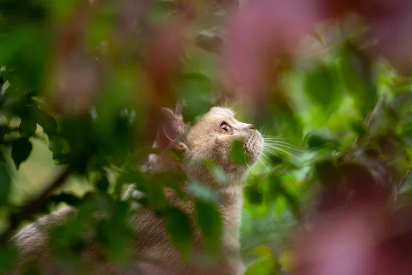 猫在户外的灌木丛后面徘徊 仰望着天空 观察着鸟儿 — 图库照片