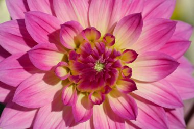 Arkaplan olarak parlak pembe yıldız çiçeği yakın plan