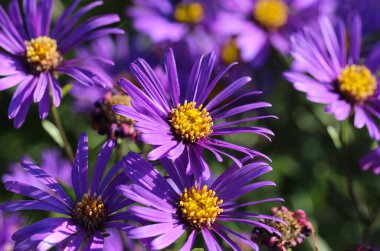 Bir sonbahar botanik bahçesinde İtalyan asterler (Aster amellus)