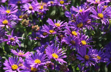 Bir sonbahar botanik bahçesinde İtalyan asterler (Aster amellus)