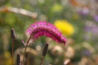 Pembe bir çiçeğin yakın çekimi (lat. Bir sonbahar botanik bahçesinde körelmiş krovohlebka