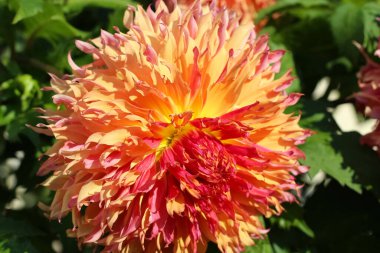 Botanik bahçesinde parlak pembe ve sarı yıldız çiçeği makrosu çekimi