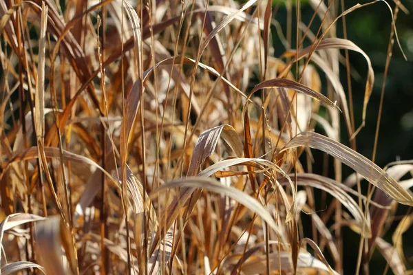 Suche Łodygi Ozdobnej Rośliny Zbożowej Jesiennym Ogrodzie Dla Naturalnego Tła — Zdjęcie stockowe