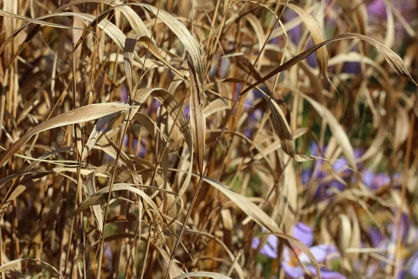 Tiges Sèches Une Plante Ornementale Grains Dans Jardin Automne Pour — Photo