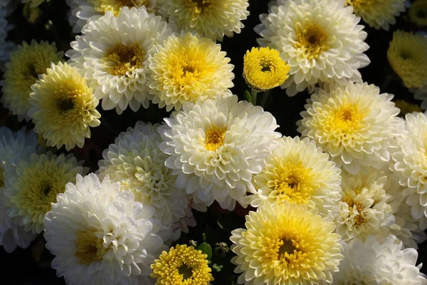 Botanik bahçesindeki beyaz ve sarı asterlerin ön yüzü.