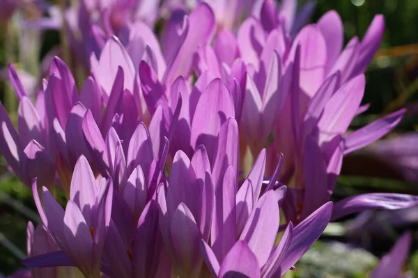 Натуральный Фиолетовый Фон Крокус Цветы Избирательным Фокусом Подсветке Ботаническом Саду — стоковое фото