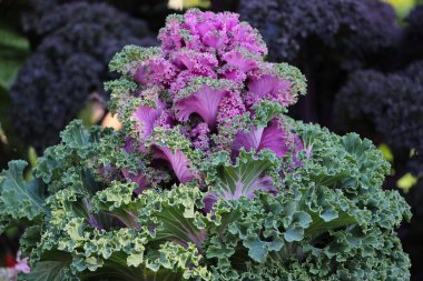 Bir sonbahar botanik bahçesinde süslü kırmızı lahana yapraklarının (Kale Nagoya Red) yakın çekimi